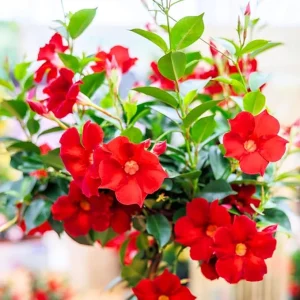 Red Mandevilla Vine Plants Live, 2-Pack, 4-7” Tall, Tropical Flowering Climber - Image 4
