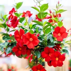Red Mandevilla Vine Plants Live, 2-Pack, 4-7” Tall, Tropical Flowering Climber - Image 6