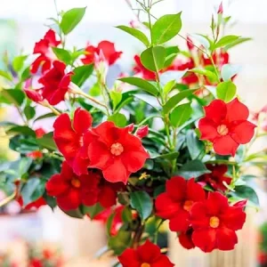 Red Mandevilla Vine Plants Live, 2-Pack, 4-7” Tall, Tropical Flowering Climber - Image 1