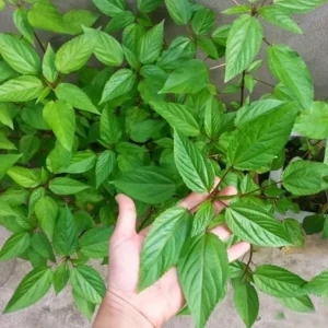 Red Molokhia Seeds - Egyptian Spinach Seeds for Planting (2500 Seeds) - Image 6