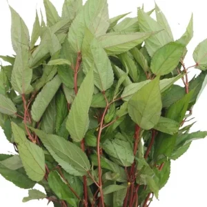 Red Molokhia Seeds - Egyptian Spinach Seeds for Planting (2500 Seeds) - Image 1