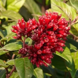 Red Night Blooming Jasmine Live Plant - Cestrum Shrub 5-8