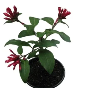 Red Night Blooming Jasmine Live Plant - Cestrum Shrub 5-8
