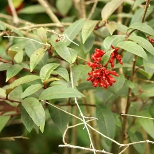 Red Night Blooming Jasmine Live Plant - Cestrum Shrub 5-8
