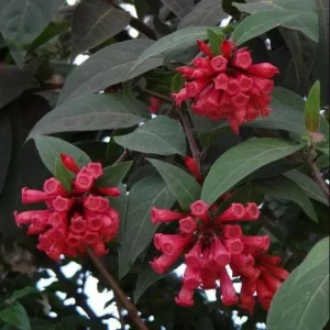 Red Night Blooming Jasmine Live Plant - Cestrum Shrub 5-8