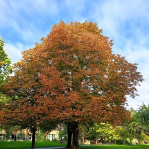 Red Oak Tree Live Plant - 6-12'' Tall Seedling in Quart Pot - Outdoor Shade Tree - Image 3