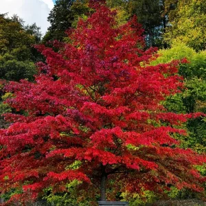 Red Oak Tree Live Plant - 6-12'' Tall Seedling in Quart Pot - Outdoor Shade Tree - Image 1