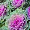 Red Ornamental Cabbage Live Plant – 4 Inch Pot – Colorful Outdoor Garden Decor - Image 1