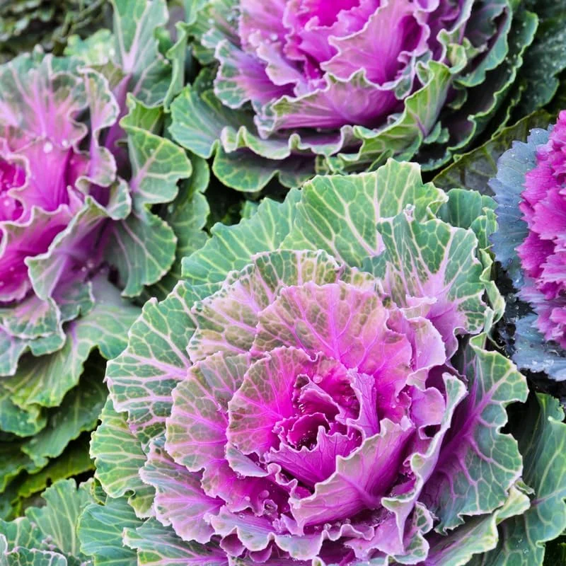 Red Ornamental Cabbage Live Plant – 4 Inch Pot – Colorful Outdoor Garden Decor - Image 1