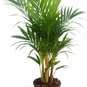 Red Palm Tree Live Plant – Fully Rooted 3 Gallon Pot – Tropical Indoor/Outdoor - Image 10