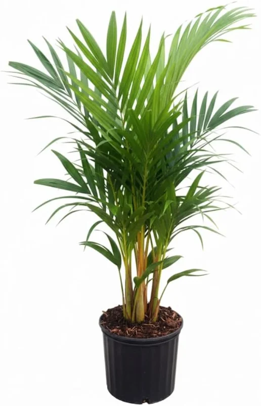 Red Palm Tree Live Plant – Fully Rooted 3 Gallon Pot – Tropical Indoor/Outdoor - Image 10