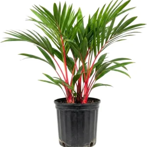 Red Palm Tree Live Plant – Fully Rooted 3 Gallon Pot – Tropical Indoor/Outdoor - Image 3