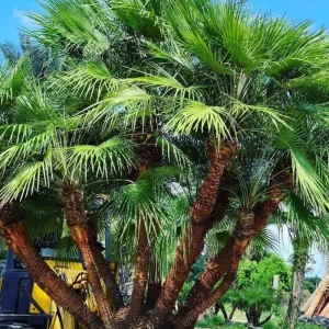 Red Palm Tree Live Plant – Fully Rooted 3 Gallon Pot – Tropical Indoor/Outdoor - Image 7