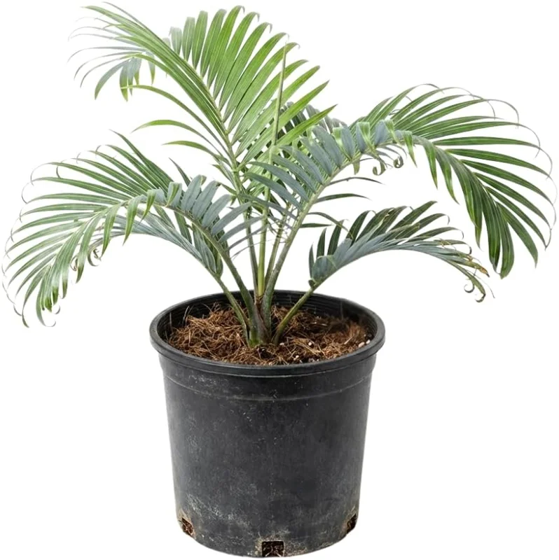 Red Palm Tree Live Plant – Fully Rooted 3 Gallon Pot – Tropical Indoor/Outdoor - Image 1