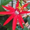 Red Passion Flower Vine Live Plant - Set of 2, 5-8 Inch Tall, Indoor/Outdoor - Image 1