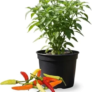 Red Pepper Live Plants – 2 Pack, 4 Inch Pot – Garden & Patio Vegetable - Image 6