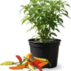 Red Pepper Live Plants – 2 Pack, 4 Inch Pot – Garden & Patio Vegetable - Image 1