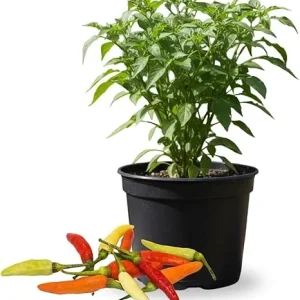 Red Pepper Live Plants – 2 Pack, 4 Inch Pot – Garden & Patio Vegetable - Image 1