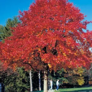 Red Pin Oak Tree Live Plant 4
