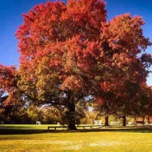 Red Pin Oak Tree Live Plant 4