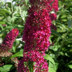 Red Pink Butterfly Bush Live Plant - 4 Inch Pot - Outdoor Shrub - Image 5