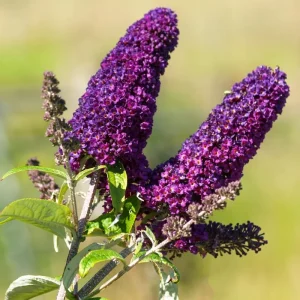 Red Pink Butterfly Bush Live Plant - 4 Inch Pot - Outdoor Shrub - Image 1