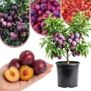 Red Plum Tree Live Plant 2-3 Feet Tall - Hardy, Early Bearing Variety, Bareroot - Image 7