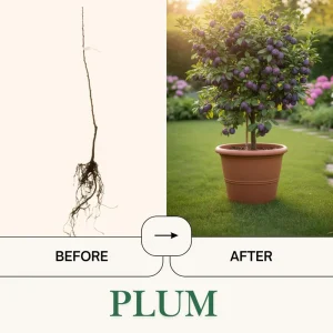 Red Plum Tree Live Plant 2-3 ft Tall – Sweet & Juicy Fruit – Outdoor - Image 3