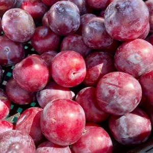 Red Plum Tree Live Plant 2-3 ft Tall – Sweet & Juicy Fruit – Outdoor - Image 6