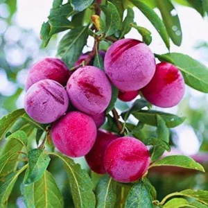 Red Plum Tree Live Plant 3 Feet Tall | Sweet Fruit Variety | Bareroot Outdoor - Image 2