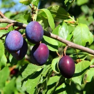 Red Plum Tree Live Plant – 3 Feet Tall, Sweet Fruit, Bareroot & Dormant - Image 5