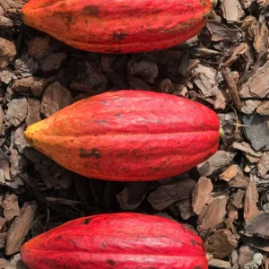 Red Pod Theobroma Cacao Live Plant - Cocoa Chocolate Fruit Tree Starter Seedling, 10-13