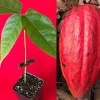 Red Pod Theobroma Cacao Live Plant - Cocoa Chocolate Fruit Tree Starter Seedling, 10-13" Tall, 3" Pot - Image 1