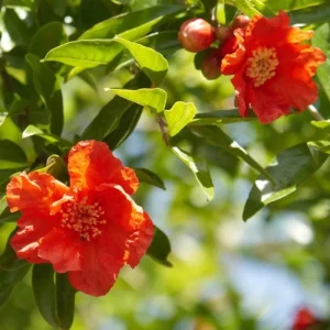 Red Pomegranate Tree Live Plant - 5-9 Inch Tall - Tropical Fruit Shrub - Image 3