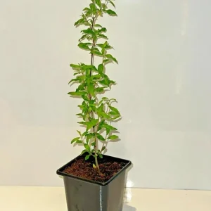 Red Pomegranate Tree Live Plant - 5-9 Inch Tall - Tropical Fruit Shrub - Image 4