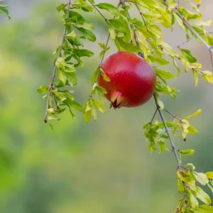 Red Pomegranate Tree Live Plant - 5-9 Inch Tall - Tropical Fruit Shrub - Image 7