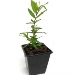 Red Pomegranate Tree Live Plant - 5-9 Inch Tall - Tropical Fruit Shrub - Image 9