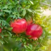 Red Pomegranate Tree Live Plant - 5-9 Inch Tall - Tropical Fruit Shrub - Image 1
