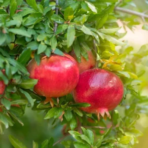 Red Pomegranate Tree Live Plant - 5-9 Inch Tall - Tropical Fruit Shrub - Image 1