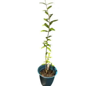Red Pomegranate Tree Live Plant - Granatum Punicum - 9-12 Inch Tall Starter - Image 6