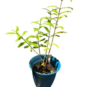 Red Pomegranate Tree Live Plant - Granatum Punicum - 9-12 Inch Tall Starter - Image 7
