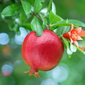 Red Pomegranate Tree Live Plant - Granatum Punicum - 9-12 Inch Tall Starter - Image 8