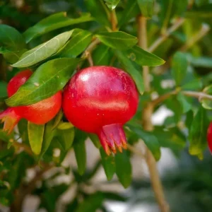 Red Pomegranate Tree Live Plant - Granatum Punicum - 9-12 Inch Tall Starter - Image 9