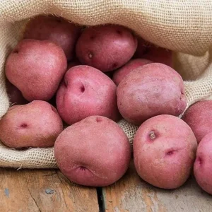 Red Potato Seeds for Planting - 140 Count - Easy Grow - Image 6