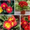 Red Primrose Live Plant – Flowering Perennial – 4 to 6 Inches Tall – Outdoor - Image 1