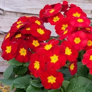 Red Primrose Live Plants 2-Pack, Flowering in 4 Inch Pots, Vibrant Color, Outdoor - Image 2
