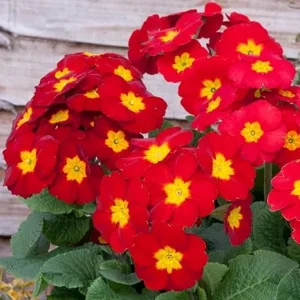 Red Primrose Live Plants 2-Pack, Flowering in 4 Inch Pots, Vibrant Color, Outdoor - Image 5