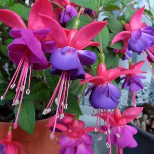 Red Purple Fuchsia Live Plant – 4-6 Inch Flowering Plant – Indoor/Outdoor Garden - Image 2