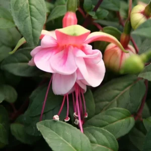 Red Purple Fuchsia Live Plant – 4-6 Inch Flowering Plant – Indoor/Outdoor Garden - Image 1