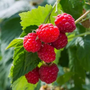 Red Raspberry Live Plant (Rubus idaeus) - 2-inch Pot Berry Cane - Image 2